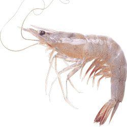 River shrimp